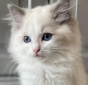 Koťata plemene Ragdoll k adopci